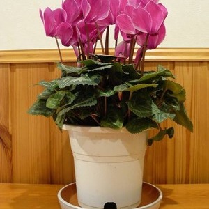 鉢植え シクラメン