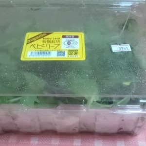 オーガニック ベビーリーフ