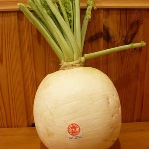 聖護院大根