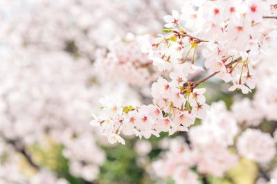 (名無し)さん[1]が投稿した今月のコストコ掲示板 2020年03月の写真