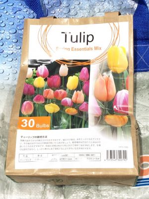(名無し)さん[23]が投稿したTulip Cheerful Mix チューリップ球根/切り花の写真