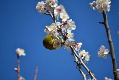 (名無し)さん[1]が投稿した今月のコストコ掲示板 2022年02月の写真