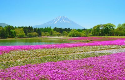 (名無し)さん[1]が投稿した今月のコストコ掲示板 2022年04月の写真