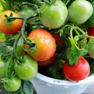 トマト鉢植え