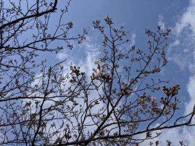 (名無し)さん[1]が投稿した今月のコストコ掲示板 2024年04月の写真