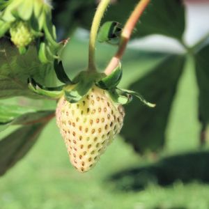 イチゴ 鉢植え 実付き