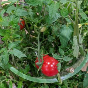 ミニトマト鉢植え