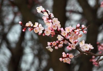 (名無し)さん[1]が投稿した今月のコストコ掲示板 2025年02月の写真