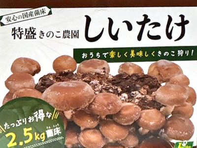 特盛きのこ農園しいたけ栽培キット
