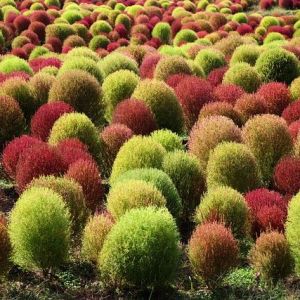 今月のコストコ掲示板 2025年11月