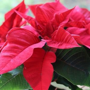 今月のコストコ掲示板 2025年12月