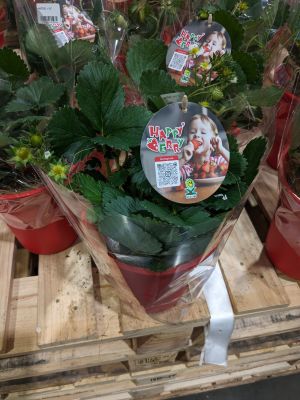 イチゴ 鉢植え 実付き