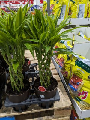 ミリオンバンブー