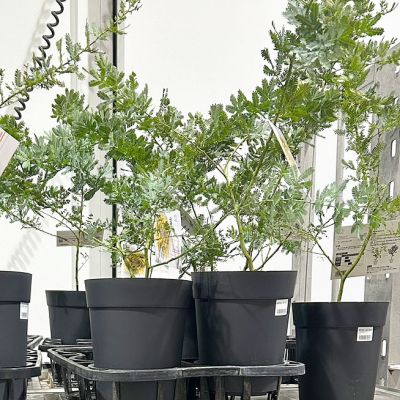 ミモザ・アカシア 切り花/鉢植え