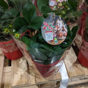 イチゴ 鉢植え 実付き