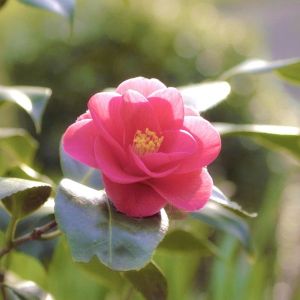 今月のコストコ掲示板 2026年02月