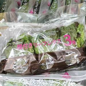 3種の根付きリーフレタス