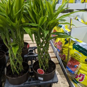 ミリオンバンブー