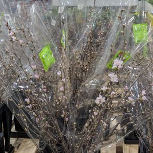 桜の花  啓翁桜（ケイオウザクラ）