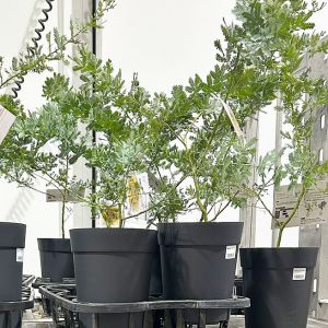 ミモザ・アカシア 切り花/鉢植え