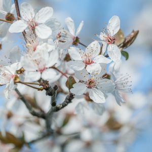 今月のコストコ掲示板 2026年04月