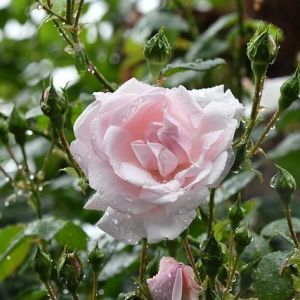 今月のコストコ掲示板 2026年05月