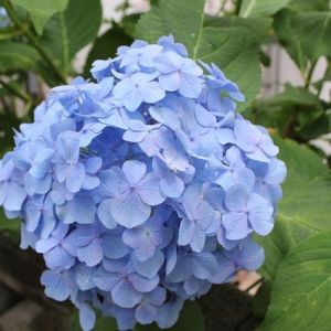 今月のコストコ掲示板 2026年06月